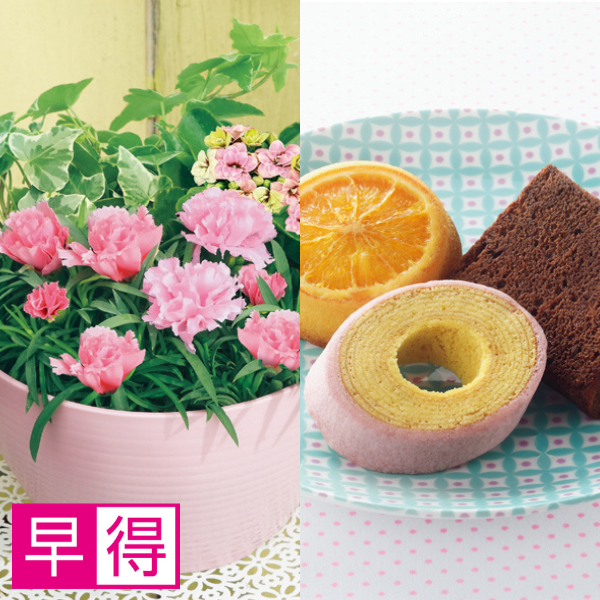 【早得】アサミグリーンプランツ カーネーションの寄せ植え（SUSTEE付）＋神戸スイーツポート 焼き菓子セット【母の日】 商品サムネイル